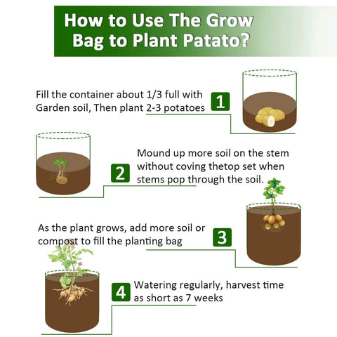 Illustration showing steps to plant potatoes in grow bags with soil, sprouting potatoes, soil mounding, plant growth, and watering.