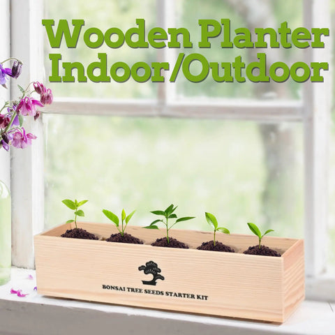 Indoor Bonsai Garden Starter Kit With Five Seed Varieties Acacia Wisteria Red Maple Black Pine Judas Tree Easy Grow Kit planter box