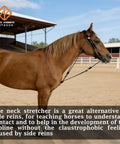 Horse wearing Elastic Horse Training Reins For Lunging And Groundwork Adjustable Neck Stretcher With No Mouth Pressure
