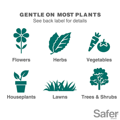 Insect Killing Soap Concentrate For Plants Insecticidal Soap That Wipes Out Aphids Whiteflies Thrips Spider Mites And More OMRI Listed