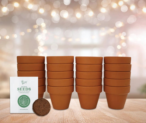 Spruce Terracotta Mini Grow Pots Indoor Tree Starter Kit 20 Pack DIY Planting Kit To Grow Tiny Spruce Trees For Home Gardening