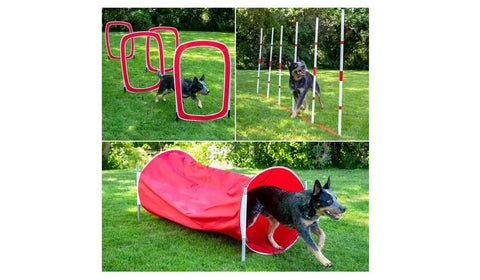 Dog navigating Red Six Piece Dog Agility Training Kit With Weave Poles, Tunnels, Adjustable Jump, Pause Box And Panels