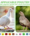 100 Pack 8mm Colorful Readable Leg Bands For Baby Chick And Small Birds, Clip On Identification Rings With Numbers 0 To 100, Great For Pigeons Quail Bantam Finch Dove Poultry; pigeons and quail wearing colorful numbered leg bands
