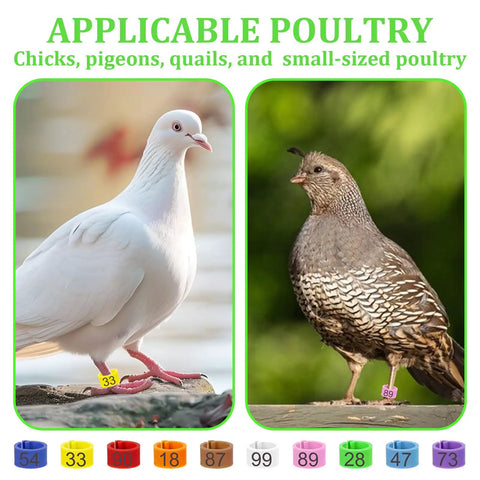 100 Pack 8mm Colorful Readable Leg Bands For Baby Chick And Small Birds, Clip On Identification Rings With Numbers 0 To 100, Great For Pigeons Quail Bantam Finch Dove Poultry; pigeons and quail wearing colorful numbered leg bands