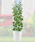 Four Pack 32 Inch Tall Wave Shape Black Metal Garden Trellis Set For Climbing Plants Indoors And Outdoors with ivy in pot
