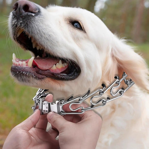 Fast Release Stainless Steel Dog Collar Buckle For Small Medium Large Dogs Rustproof Water Resistant Easy On Off Training Collar Buckle 2.25mm For All Breeds installed on a large dog
