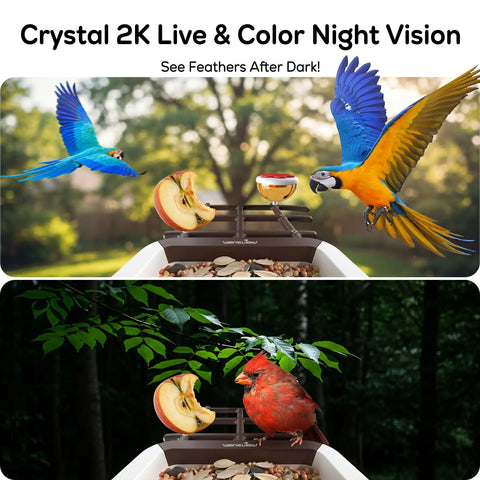 Smart Bird Feeder With Camera For Outdoors Solar Powered Bird House 2K HD Live Video AI Species ID Real Time Alerts 2.4G WiFi Brown showing birds feeding during day and night.