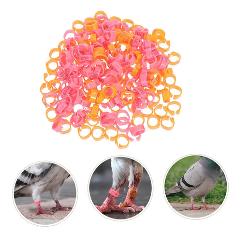 200 Piece Pigeon Identification Bands Set With Lightweight Numbered Leg Rings, pink and orange colors, on pigeons' legs