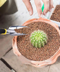 Person using Go To Garden Spade Shovel With Aluminum Alloy Build And Soft Rubber Non Slip Ergonomic Handle to plant soil around cactus