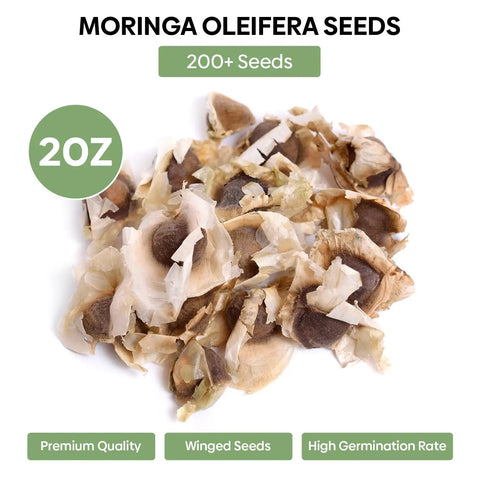 Premium Moringa Seeds For Planting 2 Ounce Pack With 140 Plus Seeds 100 Percent Natural Non GMO Easy To Grow Germination Up To 96 Percent For Home Garden Zone 9 To 11