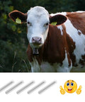 Real Deal Alnico 5 Cow Magnets Half Inch Size By Three Inches Long Five Piece Heavy Duty Cylinder Pack with cow in background.