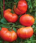 SteakHouse Hybrid Beefsteak Tomato Seeds For The Backyard Gardener Huge 3 Lb Fruits Non GMO Indeterminate Vines Easy Grow
