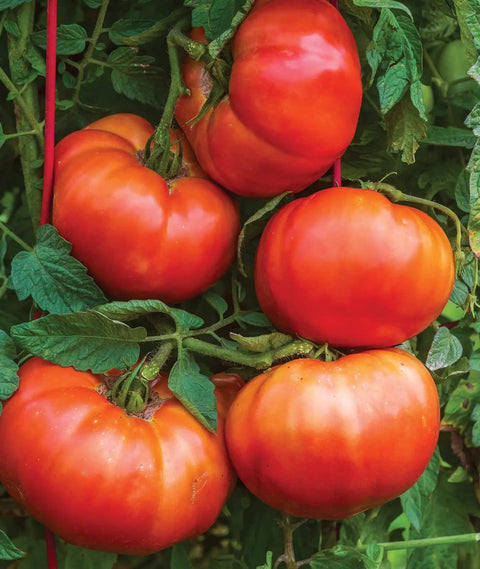 SteakHouse Hybrid Beefsteak Tomato Seeds For The Backyard Gardener Huge 3 Lb Fruits Non GMO Indeterminate Vines Easy Grow