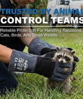 Animal Handling Gloves Bite Proof With Double Leather Reinforcement For Dogs Cats Birds Falcons Reptiles And More 16 Inch Grey Black Beefy Heavy Duty Grip And Forearm Protection For Safe Capture And Handling shown protecting from raccoon bites.