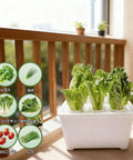 Six Hole Hydroponics Grow Box Kit for Indoor Outdoor Garden Soilless Cultivation System with lettuce sprouts on balcony