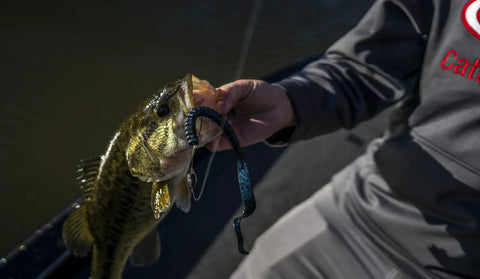 Angler holding bass caught with Plum Power Worm Soft Plastic Fishing Bait With Irresistible PowerBait Formula And Classic Curly Tail Profile