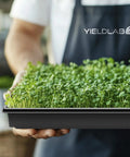Person holding 10x20 Inch Black Plastic Propagation Trays 10 Pack For Plant Propagation Seedlings Microgreens Soil And Hydroponics
