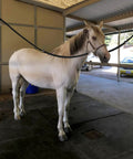 Horse secured with Heavy Duty Horse Cross Ties With Adjustable Length 45.2 To 78.7 Inches in a stable setting