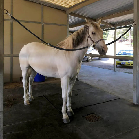 Horse secured with Heavy Duty Horse Cross Ties With Adjustable Length 45.2 To 78.7 Inches in a stable setting