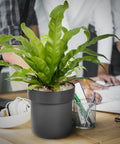 Flower Pot Diversion Safe With Key Lock Hidden Two Layer Vault With False Bottom in office setting with green plant