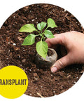 Transplanting plant with Seed Starting Greenhouse Kit For Tomatoes And Vegetables, 16 Biodegradable Expanding Peat Pellets