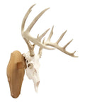 Dope Solid Oak Skull Display Kit For Table Or Wall Mount, Reversible Euro Style Display Shelf For Bear, Whitetail Deer, Mule Deer And Sheep Skulls, Includes Hardware And Full Instructions, Skull Not Included showing mounted antlered skull