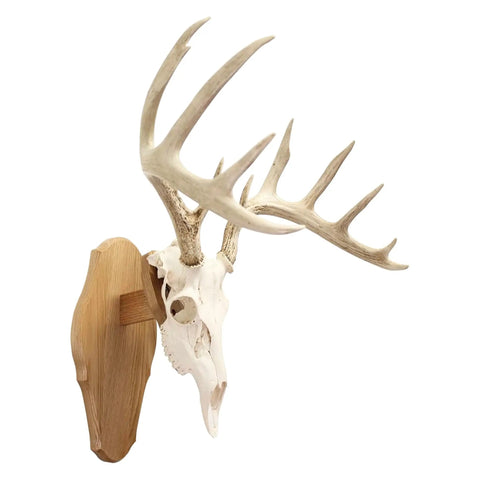 Dope Solid Oak Skull Display Kit For Table Or Wall Mount, Reversible Euro Style Display Shelf For Bear, Whitetail Deer, Mule Deer And Sheep Skulls, Includes Hardware And Full Instructions, Skull Not Included showing mounted antlered skull