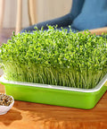 Soil-Free Seed Sprouter Tray With Lid BPA Free PP Material Big Capacity Sprouting Kit for Wheatgrass