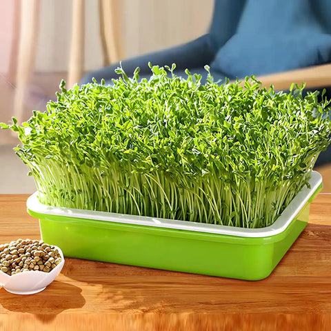Soil-Free Seed Sprouter Tray With Lid BPA Free PP Material Big Capacity Sprouting Kit for Wheatgrass