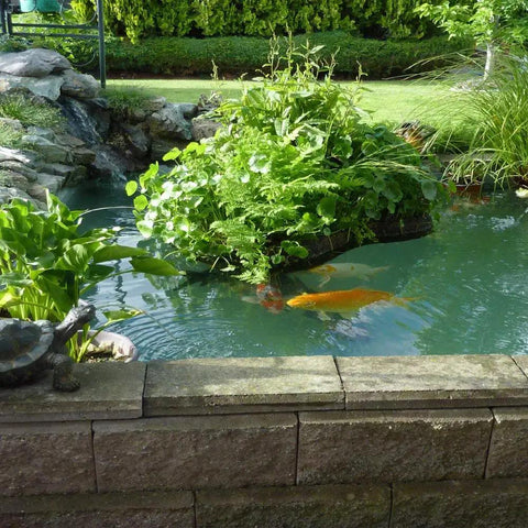 Sky Blue Non-Toxic Pond Shield Epoxy Paint 1.5-Quart used in a garden pond with koi fish and aquatic plants