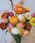 Tall Mixed Colors Strawflower Seeds 750 Seed Packet For Gardeners, 24 Inch Tall Plants With 8 Inch Spreads, Double 2 Inch Blooms In A Vibrant Rainbow