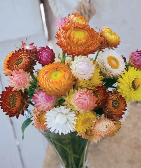 Tall Mixed Colors Strawflower Seeds 750 Seed Packet For Gardeners, 24 Inch Tall Plants With 8 Inch Spreads, Double 2 Inch Blooms In A Vibrant Rainbow