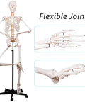Life Size Human Skeleton Model With Nervous System 206 Articulated Bones 70.8 Inch Rolling Stand with detailed joint view