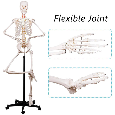 Life Size Human Skeleton Model With Nervous System 206 Articulated Bones 70.8 Inch Rolling Stand with detailed joint view
