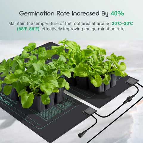 Seedlings on Six Pack 30W Seedling Heating Mats 10 By 20.75 Inches With Digital Thermostat Controller, promoting growth.