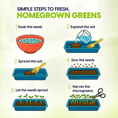 Six steps to homegrown greens using Ceramic Microgreens Growing Kit For Kitchen Garden With 3 Crop Seed Mix, visual guide