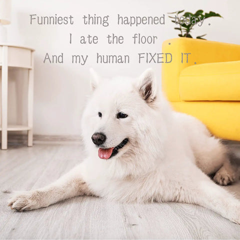 White fluffy dog resting on wooden floor beside a yellow couch with text about chewing the floor.