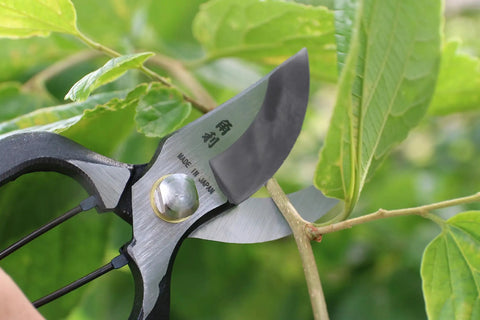 Heavy Duty 8 Inch Japanese Pruning Shears For Gardening cutting a branch, hand forged carbon steel, Made in Japan, pro grade cutters