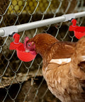 Twelve Piece Automatic Chicken Waterer Pvc Pipe Tee Fitting Kit For Large Coop Heavy Duty Leakproof Threading with hen drinking from red water cup.