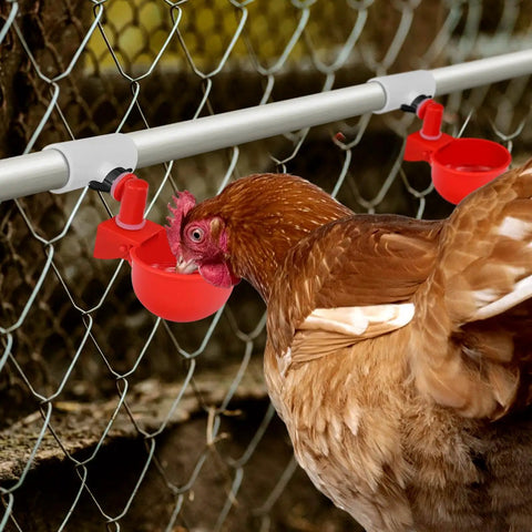 Twelve Piece Automatic Chicken Waterer Pvc Pipe Tee Fitting Kit For Large Coop Heavy Duty Leakproof Threading with hen drinking from red water cup.