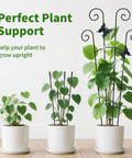 3 potted plants with 2 Pack 30 Inch Tall Plant Trellis For Potted Climbing Plants Indoor And Outdoor Expandable Metal Garden Trellis.