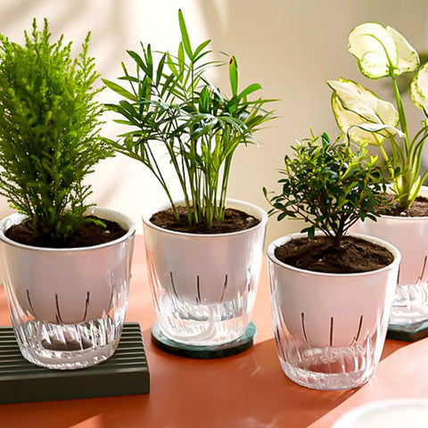 Self Watering Hydroponic Plant Pot With Visual Water Level and Perforated Design, Lightweight Durable PP PET Planter For Herbs And Veggies, Perfect For Aquaponics Growing System And Indoor Gardens, white pot with herbs