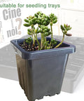 Black pot from Two Inch Square Seedling Pots Pack Of 50 Dual Color Clear And Black With Drainage Holes For Seed Germination Root View.