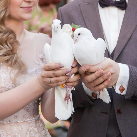 Hands holding doves with 100 Pack 8mm Colorful Readable Leg Bands For Baby Chick And Small Birds, Clip On Identification Rings With Numbers 0 To 100