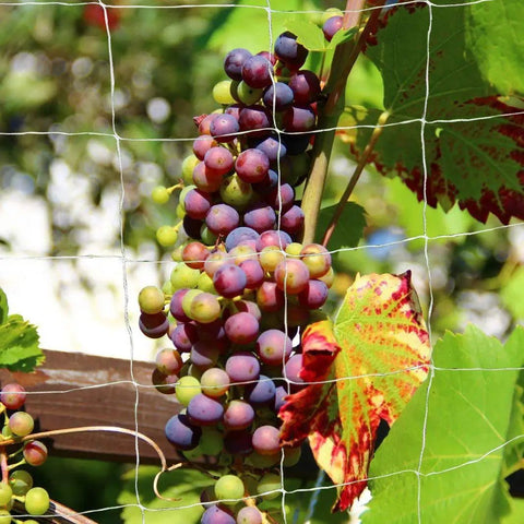 Heavy Duty Polyester Plant Trellis Netting 5 Ft By 15 Ft With 6 Inch Mesh Workhorse For Vines Veggies Fruits And Flowers Durable Garden Support Easily Cut To Size Vacuum Sealed Pack 1 Count supporting grapevines