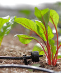 Solar Powered Automatic Drip Irrigation System With 50 Drippers and tubing irrigating plants in a garden bed.