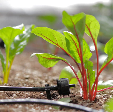 Solar Powered Automatic Drip Irrigation System With 50 Drippers and tubing irrigating plants in a garden bed.