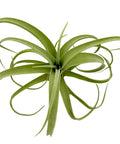 Tillandsia Curly Slim Jumbo Air Plant One Count 5 To 9 Inches, low maintenance live indoor plant with curled green leaves