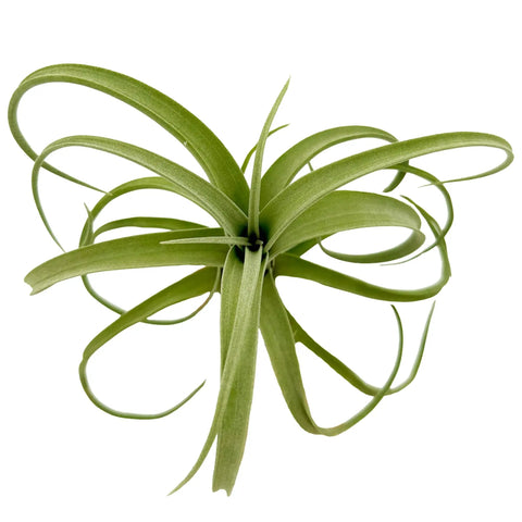 Tillandsia Curly Slim Jumbo Air Plant One Count 5 To 9 Inches, low maintenance live indoor plant with curled green leaves