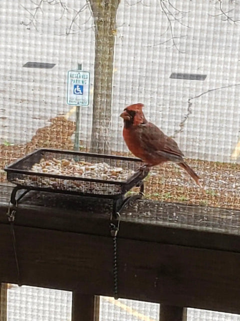 Cardinal on Ground Bird Feeder Tray 8 Inch Square Platform Metal Mesh Seed Holder Outdoor Garden Decor For Attracting Wild Birds Durable Black Finish